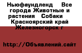 Ньюфаундленд  - Все города Животные и растения » Собаки   . Красноярский край,Железногорск г.